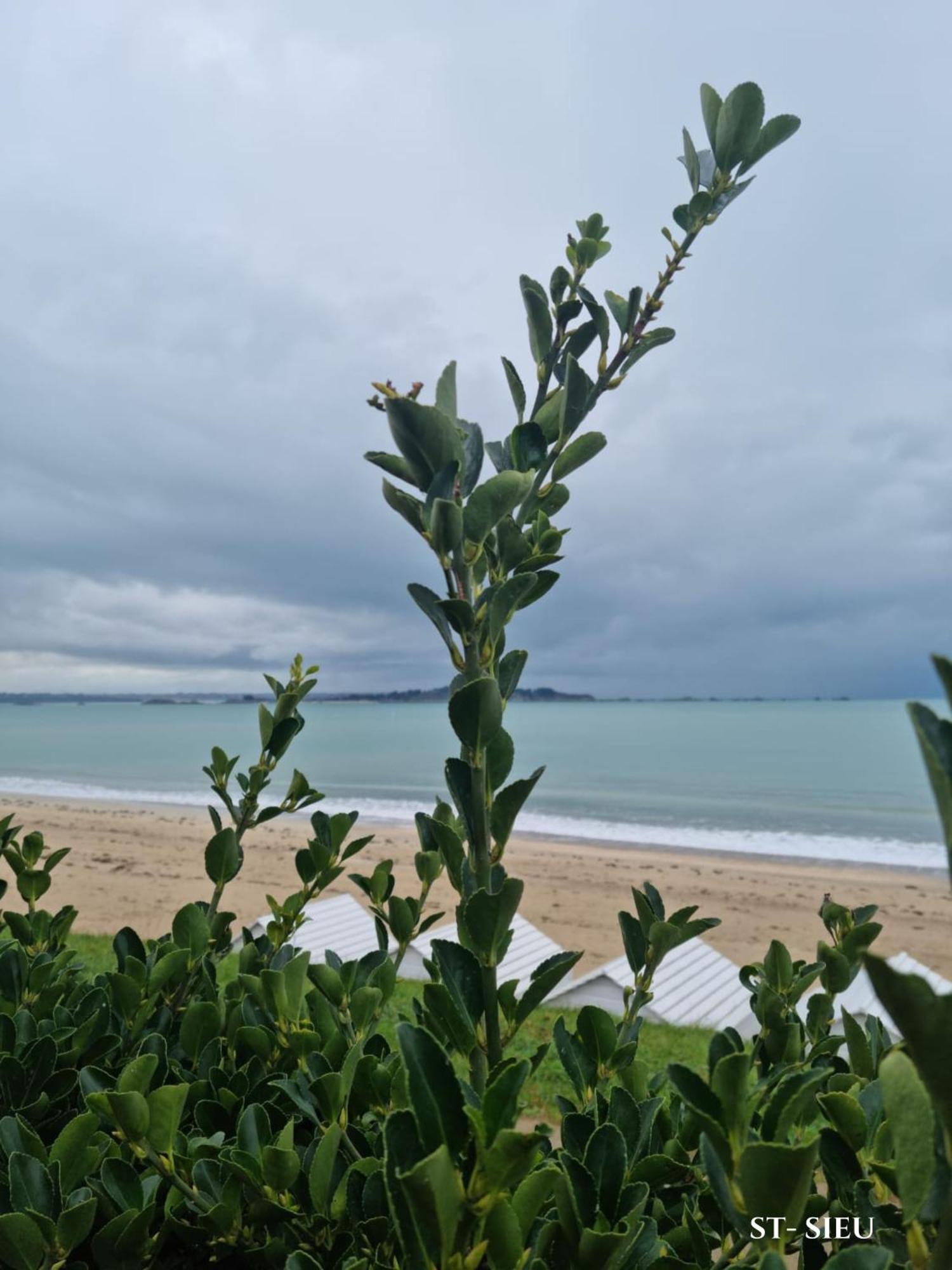 Brise Marine Du Prieure Spacieux Lumineux A 2 Min De La Plage Dinard Eksteriør billede